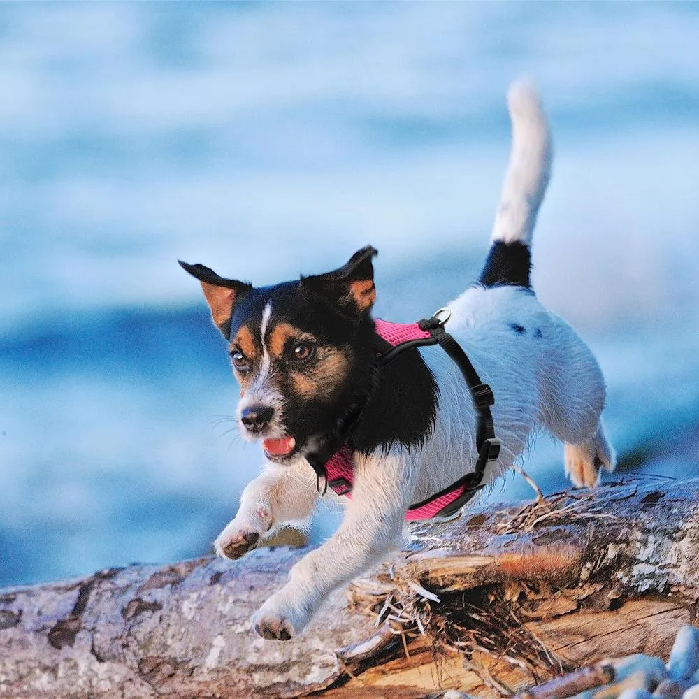 DOCO® X-Lite Front Range Mesh Dog Harness